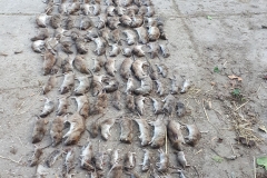 27024278_539362373110065_4421109643579250184_o